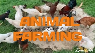 Animal farming (visiting the farm) #asmrsounds #animalsounds #trendngvideo #viralvideo #farmanimals