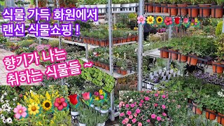 향기나는 식물 투어, a garden tour 향기가 너무 좋아요~힐링 식물들 소개,a fragrant plant