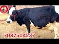 ਘਰ ਦੀ ਗੱਬਣ ਗਾ 25 26 ਕਿਲੋ ਦੁੱਧ ਰਿਕਾਰਡ ਵਾਲੀ one cow for sale 8 2 2025 brardairyfarmmoga