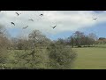 red kites feeding at gigrin farm in wales filmed in slow motion