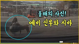 14209회. 예비 부부의 고속도로 입구(부산 기장)에서 주인 잃은 반려견(시바견) 구조 대작전 (feat. 짭문철 조충현)