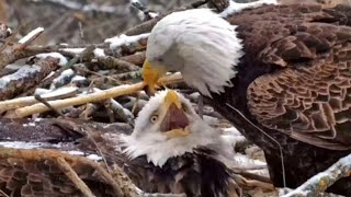 Decorah Eagles North Nest - Zmiana albo i nie  🦅🥚🦅😊