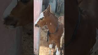 horse riding village beautiful kids