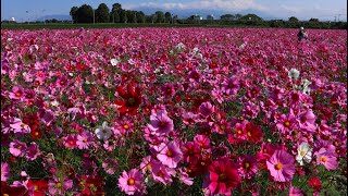 【十三塚原秋桜コスモス】満開期【令和五年】２０２３年１１月５日