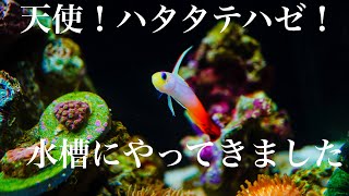 ハタタテハゼが水槽に仲間入りしました。　「アクアリウム」『aquarium』