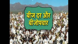 देसी कपास की खेती - देशी कापसाची शेती - Cotton Farming