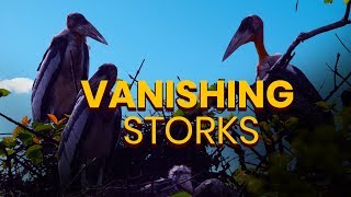 The vanishing storks of Assam