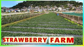 La Trinidad Strawberry Farm | Benguet, Baguio | Walking Tour | December 2024