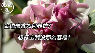 金边瑞香如何养护？想打击我没那么容易！/How to care for Daphne Phnom Penh? It's not that easy to beat me!