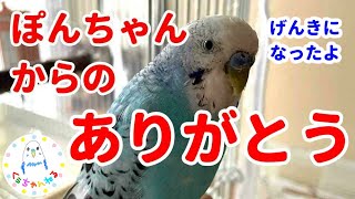 インコのくぅちゃん、お兄ちゃんらしくなる【セキセイインコ】【インコおしゃべり】