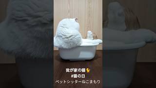 我が家の猫🐈 #猫の日