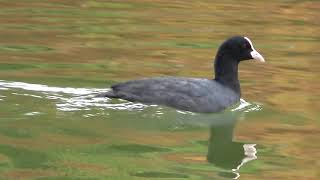 オオバン１羽（その２）　１１月１５日の浮間公園の鳥９（２０２３年１１月１５日（水）撮影）