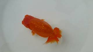 らんちゅう／愛媛トップブリーダー系統二才魚【本年度出産経験有】3_Ranchu-兰寿-Goldfish_P2150200