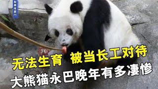 无法生育，被当长工对待，大熊猫永巴晚年有多苦？【科普任意门】