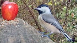 Carolina Chickadees - Up Close!