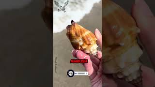 Shocking Discovery: The 'Warrior Cone Snail #short