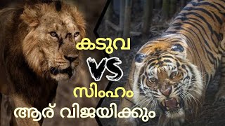 സിംഹം vs കടുവ ആര് വിജയിക്കും. lion vs tiger. മലയാളം