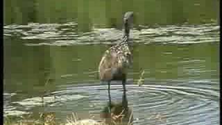 Limpkin feeding \u0026 calling (Aramus guarauna) Florida