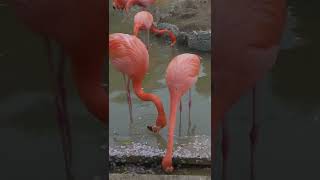 フラミンゴ　王子動物園　ベニイロフラミンゴ　ヨーロッパフラミンゴ