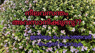 kallipara neelakurinji  now|neelakurinji Malayalam #neelakurinji #neelagiri #neelakurinji2022