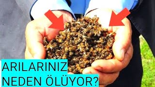 ARILAR NEDEN ÖLÜR? KOVAN ÖNÜNDEKİ ARI ÖLÜLERİ