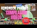 Ringneck Parrot Videos Compilation