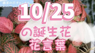 10/25の誕生花と花言葉【園芸のぶチャンネル】【１０月】【２５日】【ガーデニング】【雑学】【トリビア】【フィットニア】