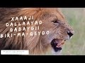 Xaaji Maxamed Guuleed Dallaayad Biri Mageydo