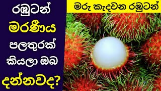 රඹුටන් කන්න කලින් මේ දේවල් දැනගන්න _ Rambutan Most Dangerous In World