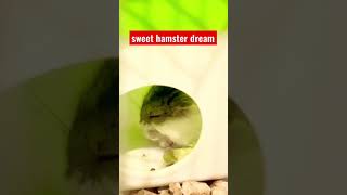 sweet hamster dream after the maze