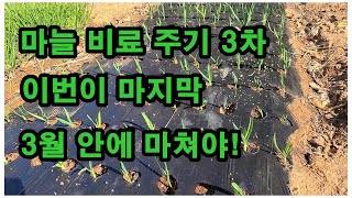 [주말농부] 마늘 비료주기 3차. 마늘 비료는 3월까지 마쳐야. 안 그러면...