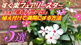 【花】すぐ楽フェアリースターの育て方・植え付け