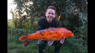 Carpfishing - the catch of a big koi carp! with DWFishingteam