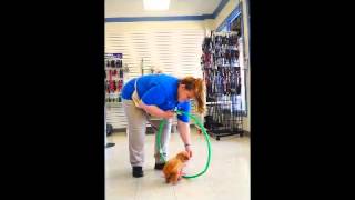 Teaching your dog to jump through a hoop with Kennelwood Trainer Kim Hyde