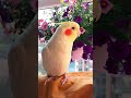 adorable cockatiel jerry s cute singing moments 🎶🦜🤩 cockatielscraze birdsinging cutepets