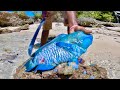 Parrot Fish Catch n Cook with Natives