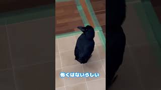 オヤツGetなるか？カラスのノノラ2022/12/17KUPPI the Crow