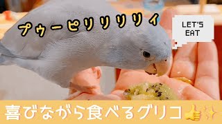 マメルリハのグリコ　喜びながらキウイを食べるグリコの鳴き声がかわいい👍 ✨Cute parrotlet💕