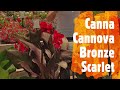 canna cannova bronze peach wows the crowd at young s plant farm