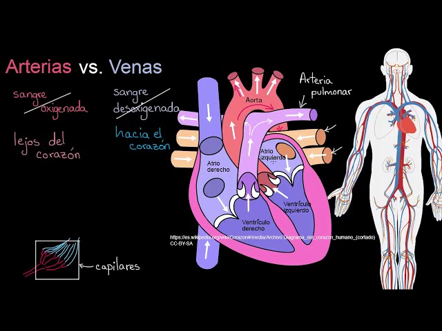 Diferencia Entre Vena Y Arteria【SOLUCIÓN】