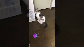 【猫のバイト】忙しいから猫に引っ越し手伝ってもらう #shorts