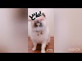 tiktok 替え歌動画まとめてみた【番外編】