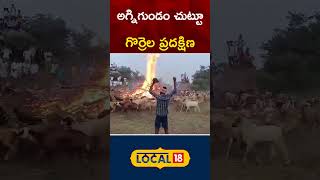 Sheep Circling Fire Pit at Madakasira | Gurrapukonda | Anantapur | AP News | #local18shorts