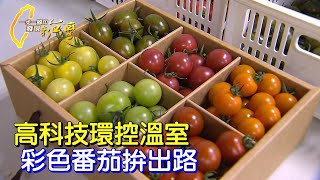 【進擊的創新】二億溫室玻璃屋 台歐日番茄大集合 新農業大夢的挑戰實驗∣一步一腳印【荷蘭模式新番茄】20240225