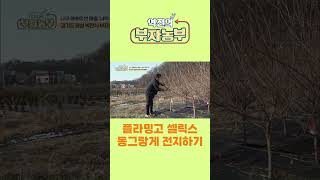 [역전의부자농부 234회] 플라밍고 셀릭스 동그랗게 전지하기