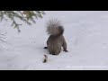 エゾリスが雪の中で何か探しています。探し物はなんだったのかな？