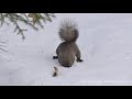 エゾリスが雪の中で何か探しています。探し物はなんだったのかな？