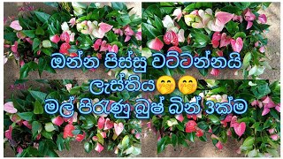 මේ වගේ බුෂ් නම් ඉතින් අපේන් විතරමයි.ඔන්න ඉවර වෙන්න කලිනි වෙන් කර ගන්න.