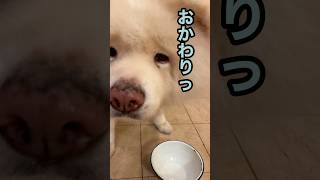 腹へりんこでオコです(10/8) #保護犬#大型犬#akita #秋田犬