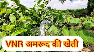 VNR Guava farming |  अमरूद को पेड़ मे कैसे पैक करते है | hitechguavafarming | #farming #guavafarming